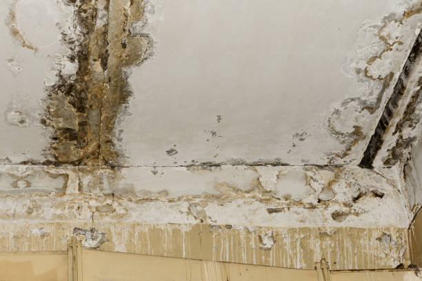 Rock Port, MO Mold Removal Company